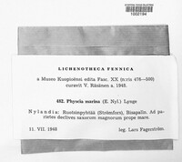 Physcia tenella image
